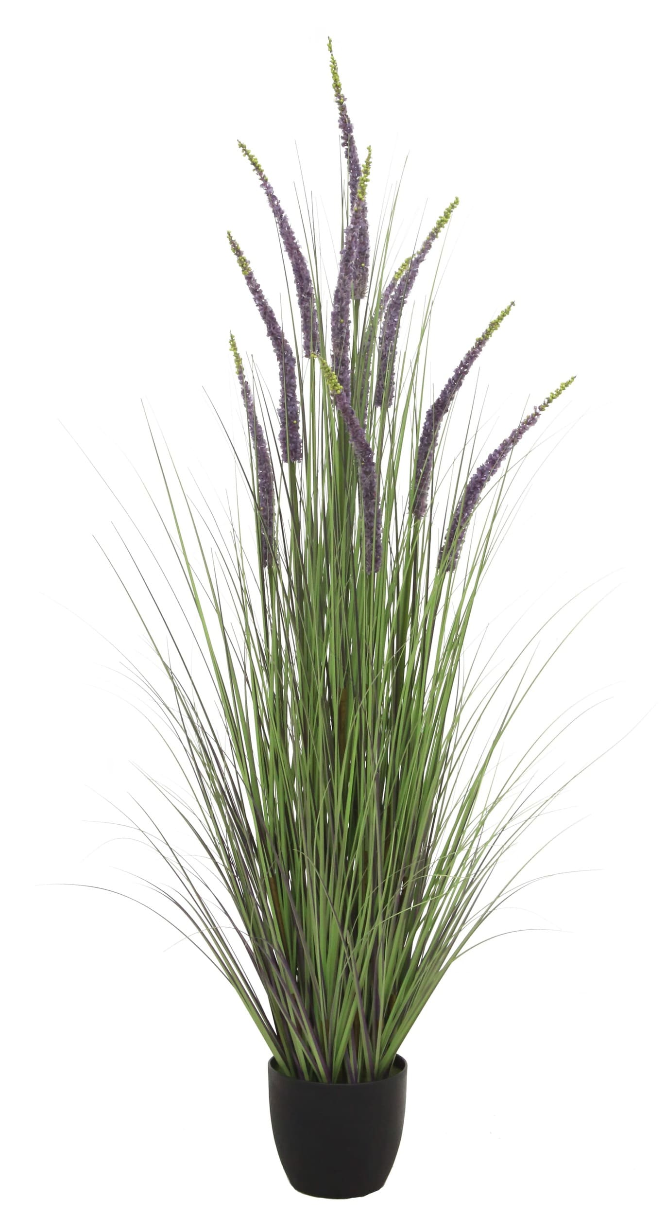 Dekopflanze Eremurusgras